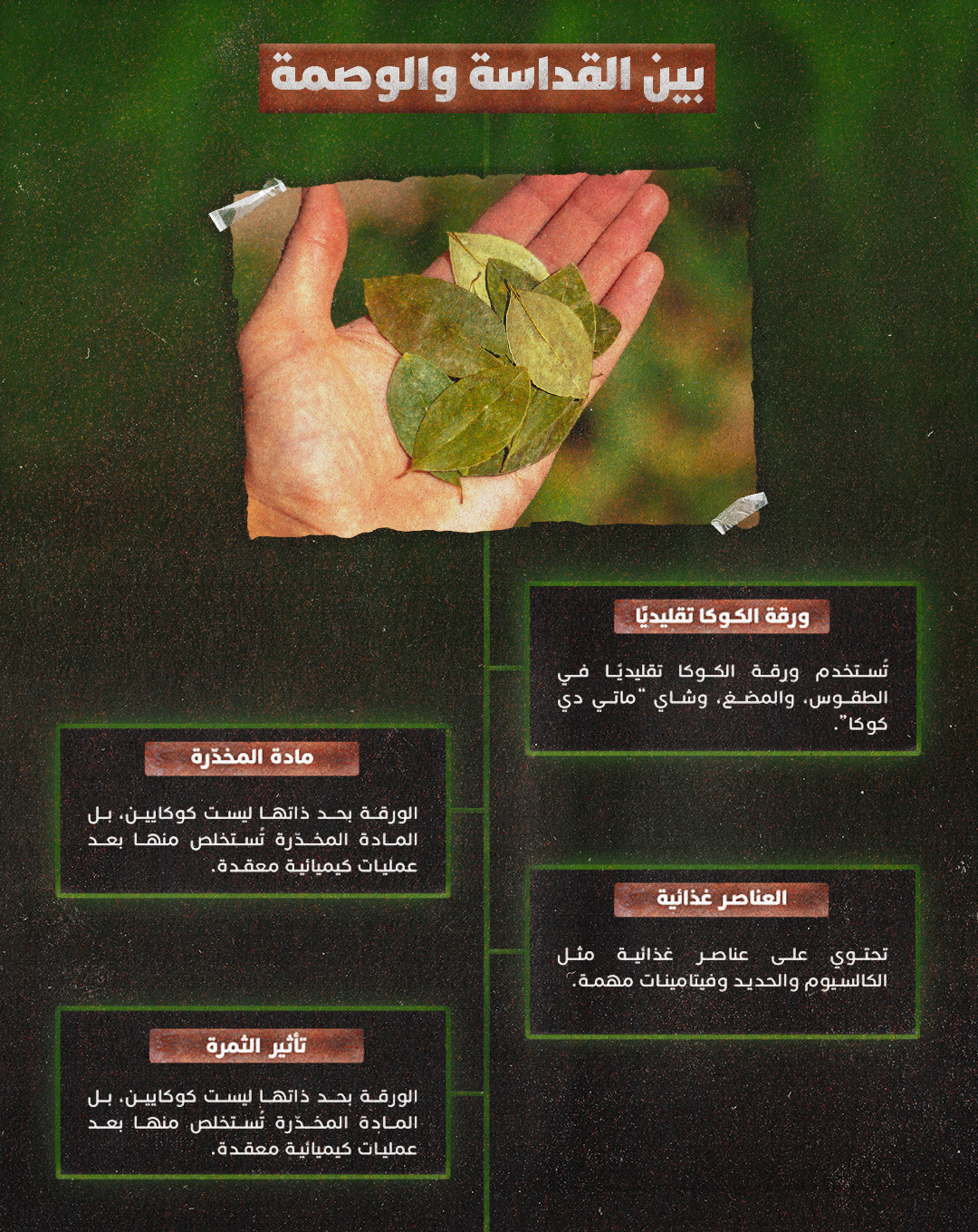 Coca Leaf — Artboard 3
