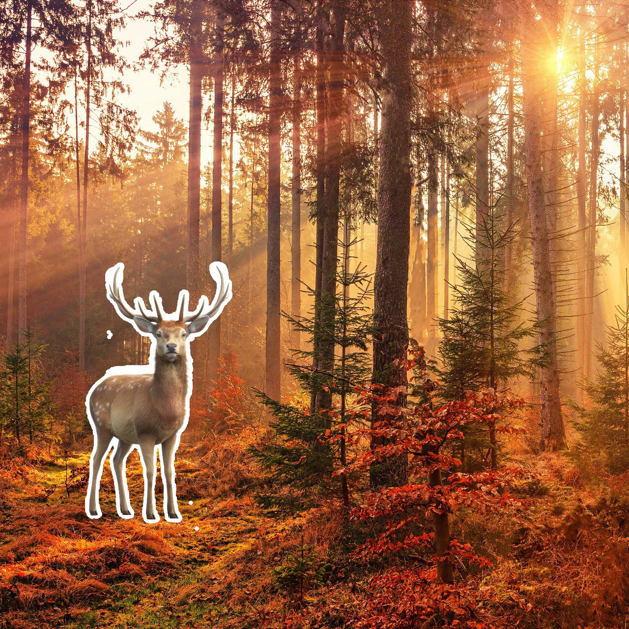 Deer in Forest — before