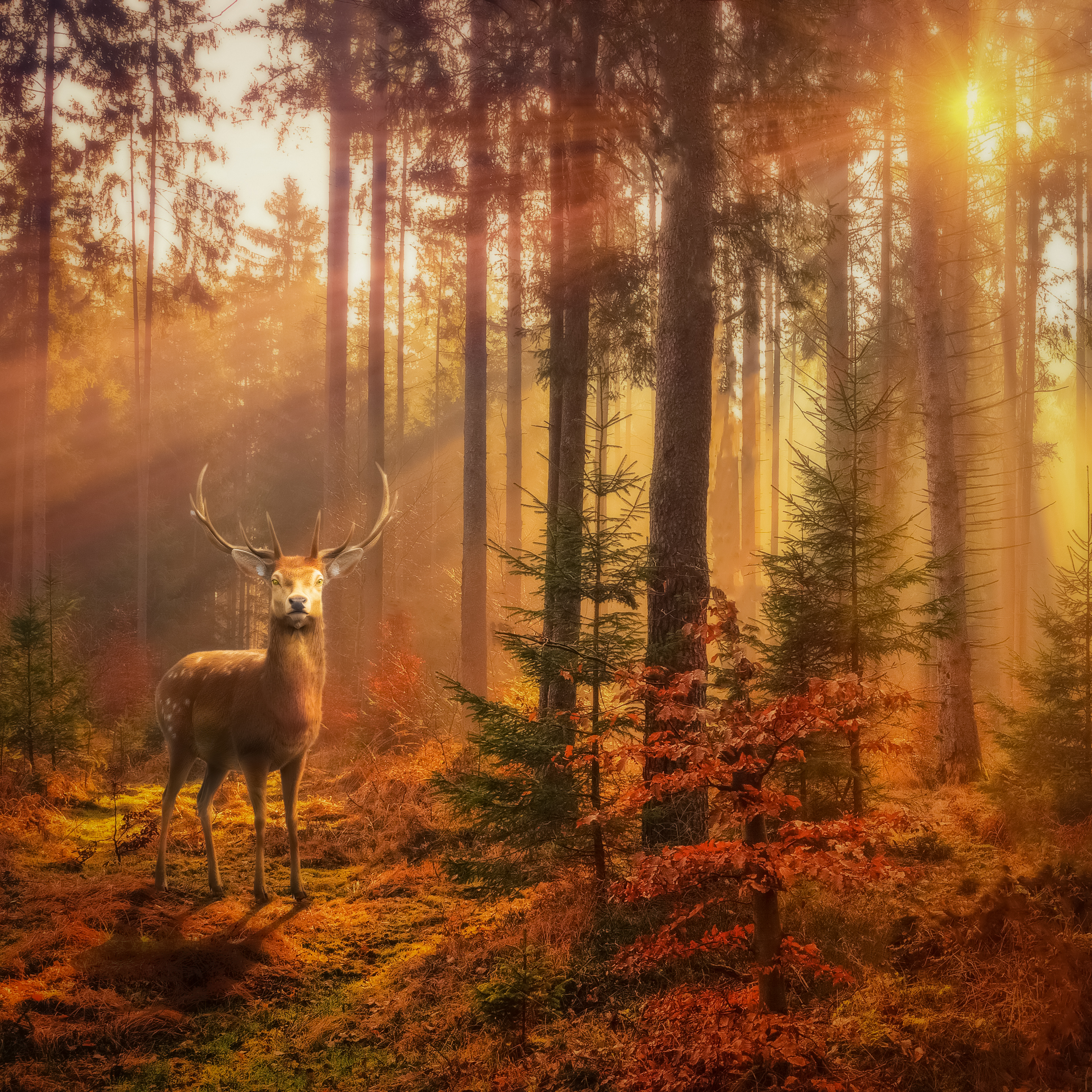 Deer in Forest — after